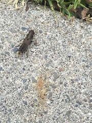 Platydracus maculosus