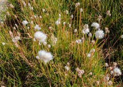 Eriophorum scheuchzeri