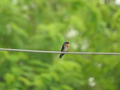 Hirundo tahitica