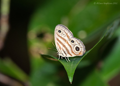 Euptychia