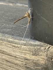 Callibaetis