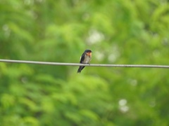 Hirundo tahitica