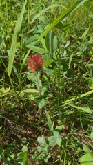 Trifolium incarnatum