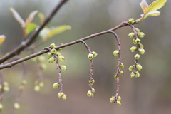 Stachyurus
