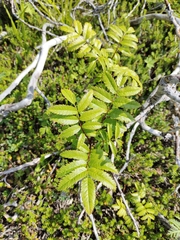 Sorbus sambucifolia