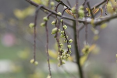 Stachyurus