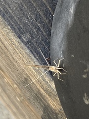 Callibaetis