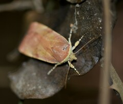 Noctua tertia