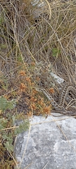 Vipera ursinii