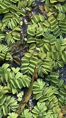 Salvinia natans