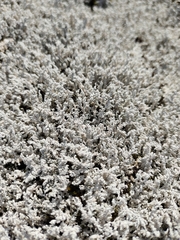 Stereocaulon paschale