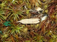 Dichomeris acuminatus