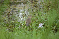 Ardeola grayii