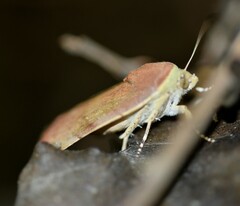 Noctua tertia