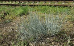 Ephedra equisetina