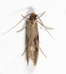 Amydria effrenatella