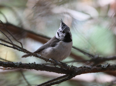 Lophophanes cristatus