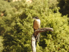 Cyanopica cooki