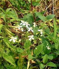 Clematis terniflora