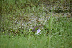 Ardeola grayii