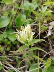 Castilleja pallida