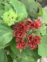 Clerodendrum canescens