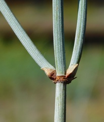 Ephedra equisetina