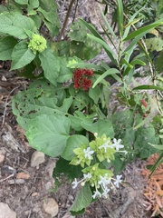 Clerodendrum canescens