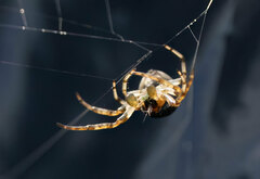 Larinioides patagiatus