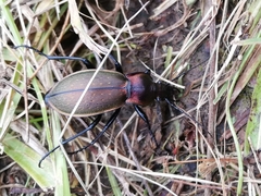 Carabus scheidleri