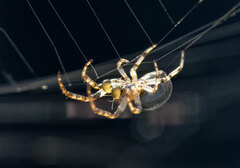 Larinioides patagiatus