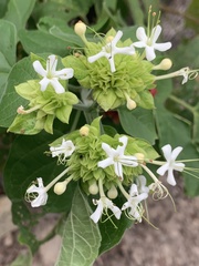 Clerodendrum canescens