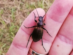 Carabus scheidleri