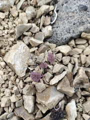 Dicentra peregrina