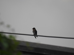 Hirundo tahitica