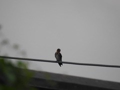 Hirundo tahitica