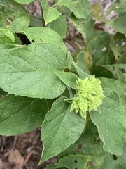 Clerodendrum canescens