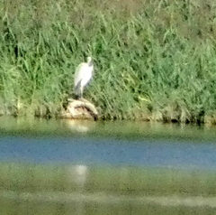 Ardea alba