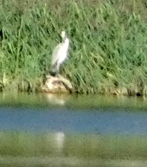 Ardea alba