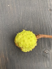 Aesculus hippocastanum
