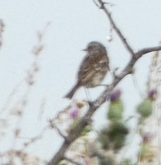 Saxicola rubicola