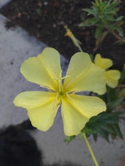 Oenothera laciniata