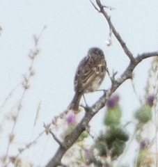 Saxicola rubicola