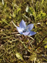 Lomatogonium rotatum