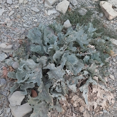 Glaucium flavum