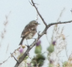 Saxicola rubicola