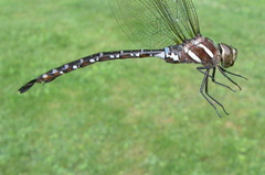 Aeshna tuberculifera