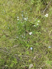 Lomatogonium rotatum