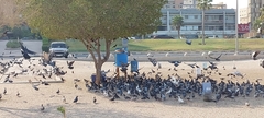 Columba livia domestica
