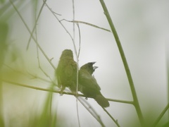 Lonchura leucogastroides